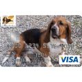 Carolina Basset Hound Rescue Credit Card